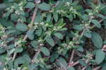 Spotted spurge